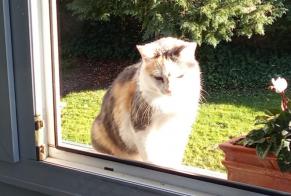 Alerte Disparition Chat croisement Femelle, 8 ans Fargues-sur-Ourbise France