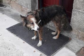 Alerte Découverte Chien Mâle Bégard France