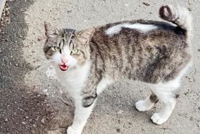 Alerte Découverte Chat Mâle Tourcoing France