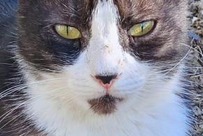 Alerte Disparition Chat croisement Mâle, 7 ans Hendaye France