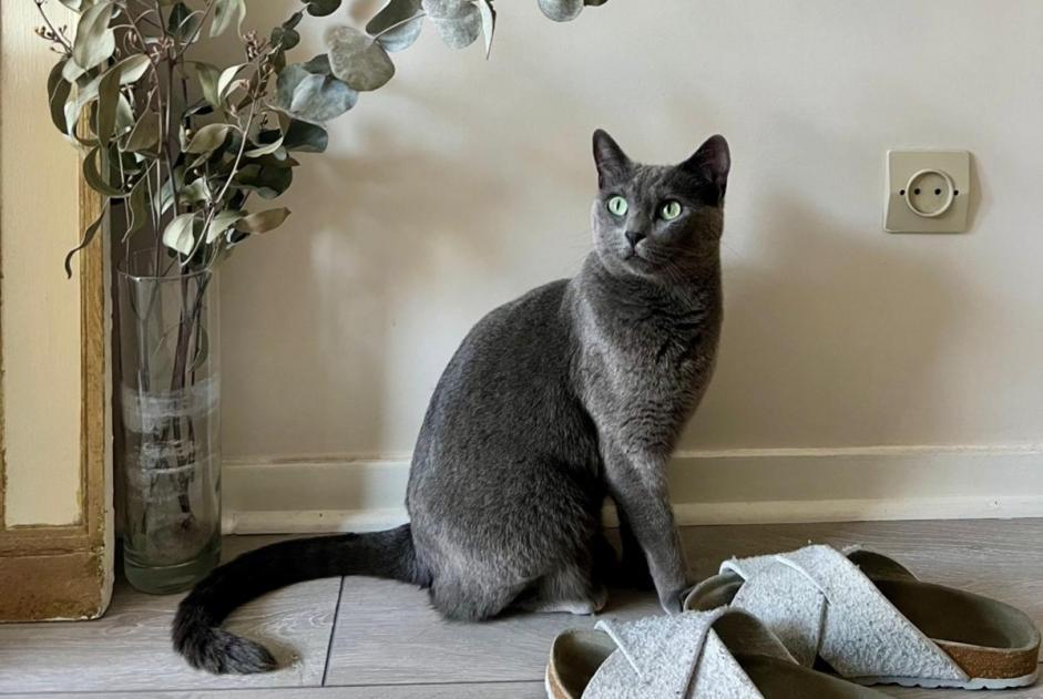 Alerte Disparition Chat  Femelle , 4 ans Aix-les-Bains France