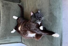 Alerte Disparition Chat Mâle, 8 ans Dardilly France