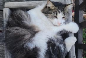 Alerte Disparition Chat Mâle, 1 ans Saint-Baldoph France