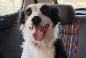 Alerte Découverte Chien Femelle, 5 ans Escource France