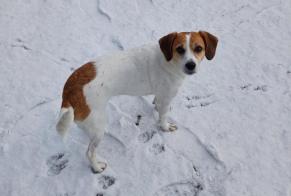 Alerte Disparition Chien croisement Femelle, 5 ans Le Pradet France