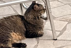 Alerte Disparition Chat Mâle, 10 ans Marcellus France