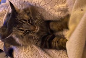 Alerte Disparition Chat Mâle, 10 ans Marcellus France