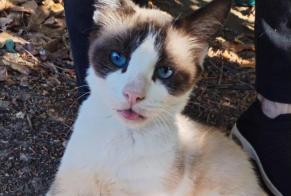 Alerte Disparition Chat croisement Mâle, 12 ans Nemours France