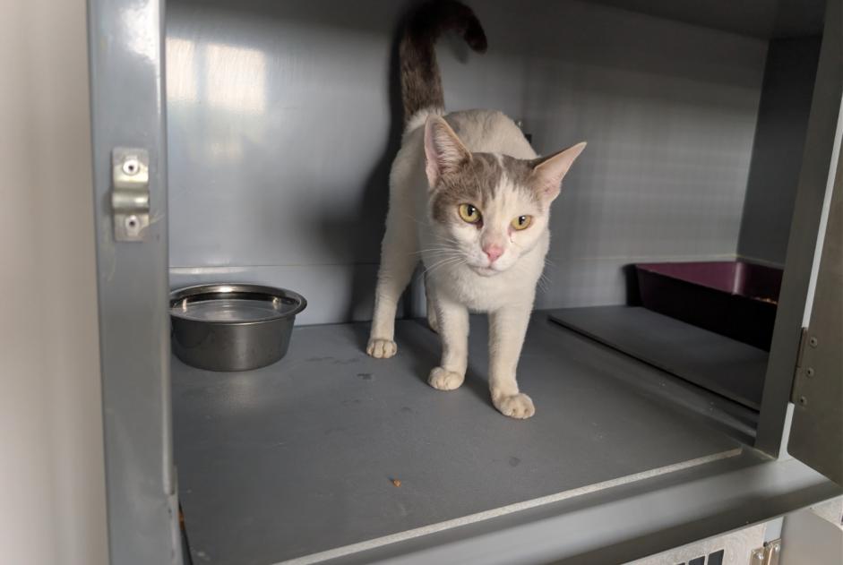 Alerte Découverte Chat  Femelle , 2 ans Carrières-sur-Seine France