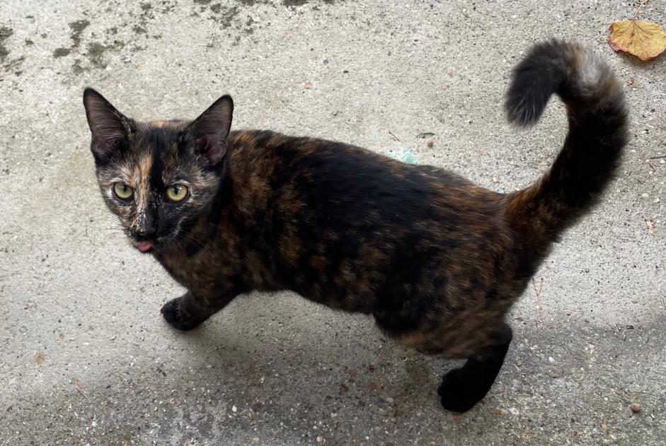 Alerte Découverte Chat Femelle Azas France