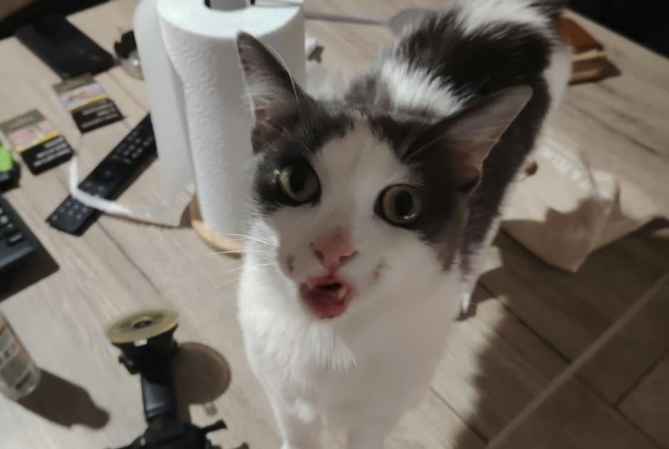 Alerte Découverte Chat Mâle Roanne France