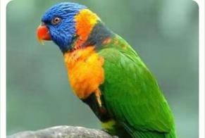 Alerte Disparition Oiseau Mâle, 2026 ans Communay France
