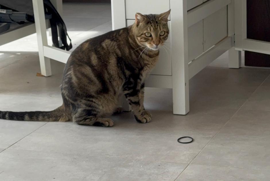 Alerte Disparition Chat Mâle , 6 ans Fos-sur-Mer France