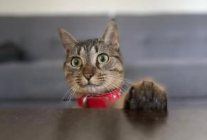 Alerte Disparition Chat Femelle, 6 ans Fontenay-le-Fleury France