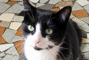 Alerte Disparition Chat Mâle, 6 ans Pau France
