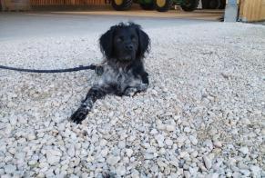 Alerte Découverte Chien Mâle Roinville France
