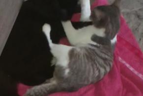 Alerte Disparition Chat Femelle, 0 ans Navenne France