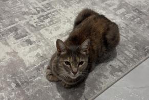 Alerte Disparition Chat Femelle, 3 ans Joué-lès-Tours France