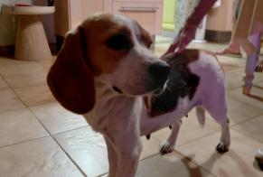 Alerte Découverte Chien Femelle Vauvert France