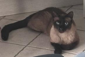 Alerte Disparition Chat Mâle, 4 ans Mary-sur-Marne France