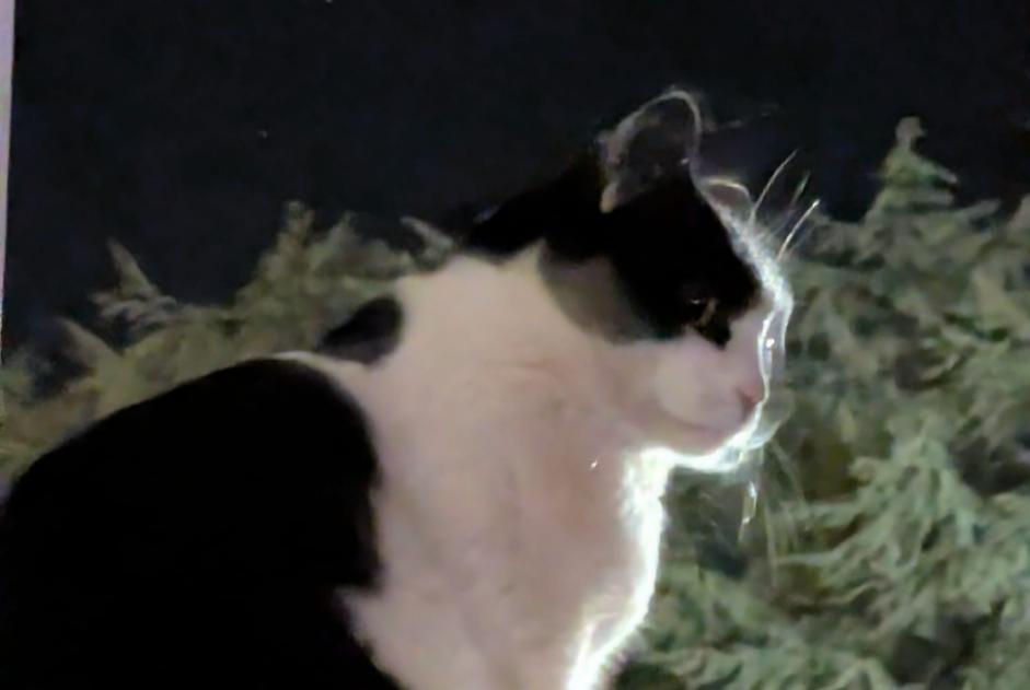 Alerte Disparition Chat Femelle , 9 ans Bonneville France