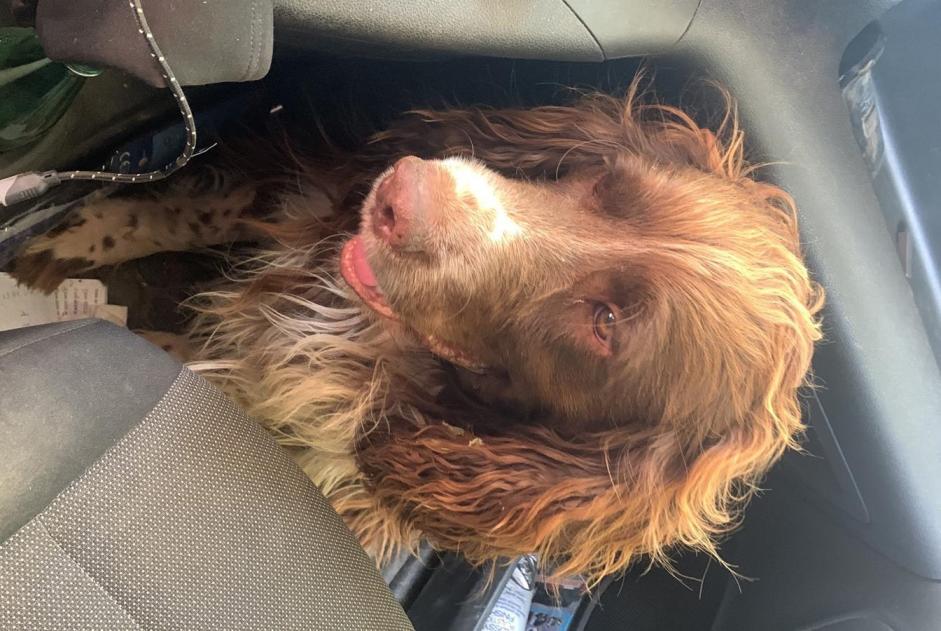 Alerte Disparition Chien  Mâle , 8 ans Parné-sur-Roc France
