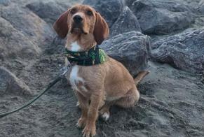 Alerte Disparition Chien Mâle, 1 ans Nîmes France