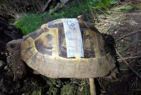 Alerte Disparition Tortue Femelle, 2026 ans Larré France
