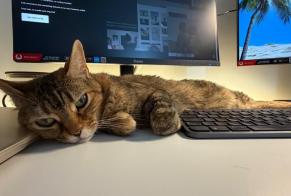 Alerte Disparition Chat Femelle, 12 ans Boucau France