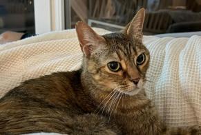 Alerte Disparition Chat Femelle, 12 ans Boucau France