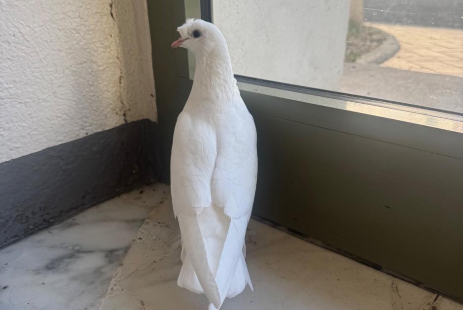 Alerte Découverte Oiseau Inconnu Montargis France