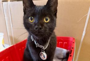 Alerte Découverte Chat Inconnu Canohès France