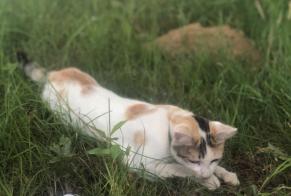 Alerte Disparition Chat croisement Femelle, 4 ans Geay France