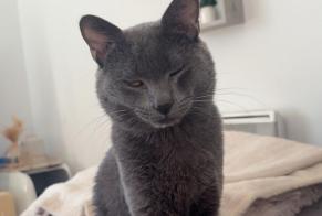 Alerte Disparition Chat Mâle, 1 ans Castelnau-le-Lez France