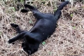 Alerte Découverte Chat Inconnu La Ménitré France