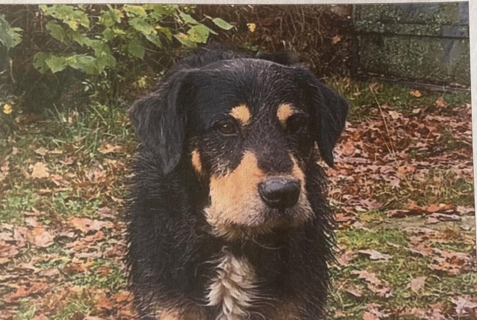Alerte Disparition Chien  Mâle , 2026 ans Lannemezan France