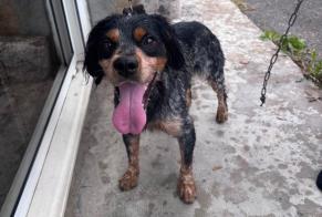 Alerte Découverte Chien croisement Mâle Puyoô France