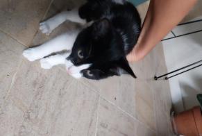 Alerte Découverte Chat Mâle Buxerolles France