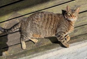 Alerte Disparition Chat croisement Mâle, 7 ans Béthune France