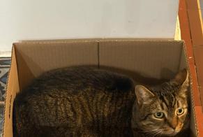 Alerte Disparition Chat croisement Mâle, 7 ans Béthune France
