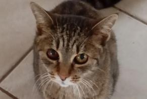 Alerte Disparition Chat Femelle, 16 ans Chauffailles France