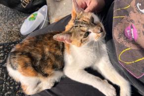 Alerte Découverte Chat Femelle Chambly France