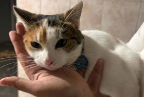 Alerte Découverte Chat Femelle Chassieu France