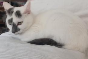Alerte Disparition Chat Mâle, 2 ans Dijon France
