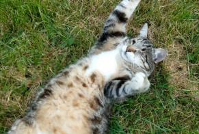 Alerte Disparition Chat Mâle, 10 ans Charencey France