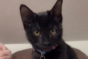 Alerte Disparition Chat Mâle, 0 ans Limay France