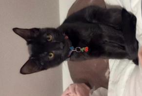 Alerte Disparition Chat Mâle, 0 ans Limay France