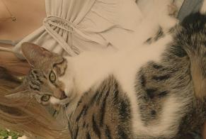Alerte Découverte Chat Mâle Dreux France