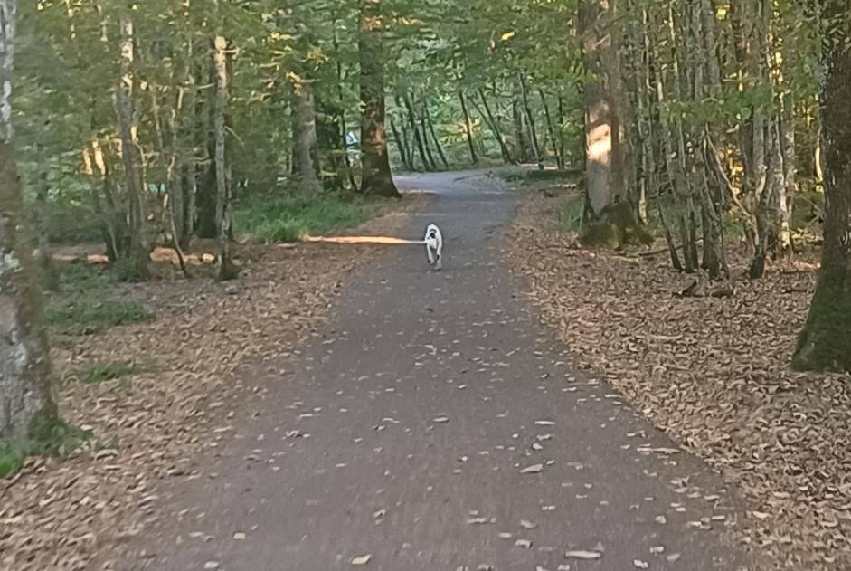Alerte Découverte Chien  Inconnu Géraudot France