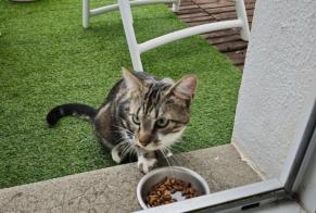 Alerte Découverte Chat croisement Mâle Tourneville-sur-Mer France